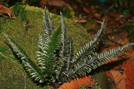 Image result for Trichomanes crispiforme