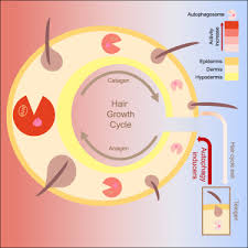 These are known as the anagen phase, catagen phase and telogen phase. Stimulation Of Hair Growth By Small Molecules That Activate Autophagy Sciencedirect