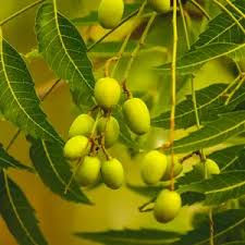 Image result for Azadirachta