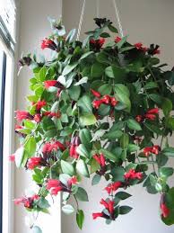 Twisted or rasta lipstick plant thrives in low light and the drier indoor air of winter homes. Aeschynanthus Lobbianus Lipstick Plant Kamerplanten Huisplanten Planten