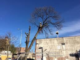 Appliance repair architects asphalt & paving companies cabinet makers carpenters carpet cleaning chimney sweeps concrete contractors deck builders drywall contractors. About Us Affordable Tree Service Bronx