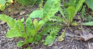 How to do weeding in the garden. How To Spend Less Time Weeding Gardener S Path