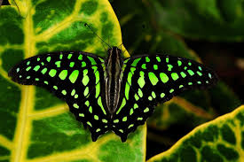 Epingle Par Noureddine Bouih Sur Papillons Fantastiques Papillon Jardins Beaux Papillons