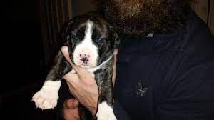 Pit bulls and pit bull puppies for adoption are not in any way inferior to or different from those for sale. Pitbull Puppies Pets And Animals For Sale New Hampshire
