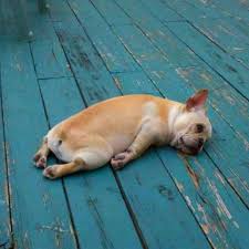 Pin By Olivia Smoliga On Animals Cute Animals Animals Funny Animals