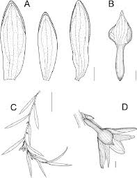Image result for Tridactyle stevartiana
