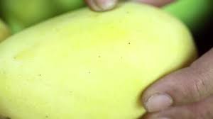 Die schläuche werden in idealem klima bis zu 30 meter hoch, mit wurzeln von bis zu 6 metern. Den Reifegrad Einer Mango Bestimmen Wikihow