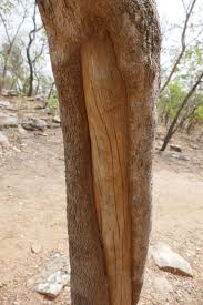 Image result for Crossopteryx