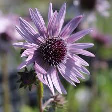 Image result for Berkheya