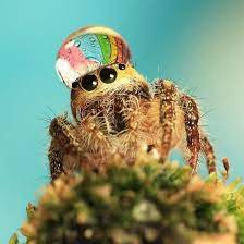 Maybe you would like to learn more about one of these? Radionomy Cute Spider Free Online Radio Station