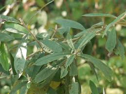 Image result for Crotalaria schliebenii