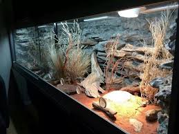 Pana Stachtidis Germany Reptile Tank Reptile Terrarium Reptile Room