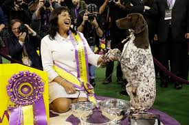 As rumor, a german shepherd, took long, elegant strides around the ring at the 141st westminster kennel club dog show, she seemed to cover every inch of the green carpet. Meet The Pa Pups That Will Compete In The 2017 Westminster Dog Show Pennlive Com