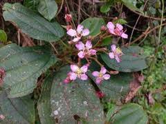 Image result for Dichaetanthera