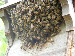 Maybe you would like to learn more about one of these? Close Up Of Bee Swarm In A Squirrel Box San Antonio Tx Bee Swarm How To Dry Basil Bee Removal