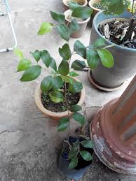 Menanam biji bidara arab akan terasa mudah jika kalian tahu bagaimana cara ,, nahhh di video ini saya menjelaskannya tutorial. Pokok Bidara Ø§Ù„Ø³Ù„Ø§Ù… Ø¹Ù„ÙŠÙƒÙ… ÙˆØ±Ø­Ù…Ø© Ø§Ù„Ù„Ù‡ ÙˆØ¨Ø±ÙƒØ§ØªÙ‡ Baru Baru Ni Ada Terjumpa Orang Jual Anak Pokok Bidara Di Pasar Pagi Katanya Benih Sebelum Kacukan Berasal Dari Tanah Mekah Dia Jual Myr