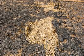 Vrbo italia propone una selezione di 229 case vacanza prenotabili online e 30 con prenotazione istantanea nei pressi di field of burnt rice. Fighting The Smog In India Biomass Instead Of Air Pollution