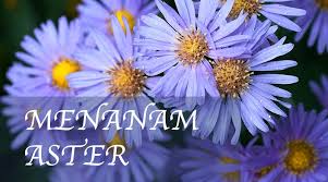 Maybe you would like to learn more about one of these? Cara Mudah Menanam Bunga Aster Panduan Lengkap Kutanam