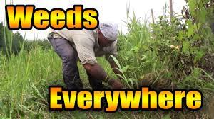 Yes, there are still a few weeds that. How To Deal With Overgrown Weeds Youtube