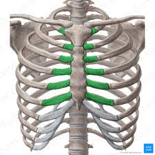 See more ideas about human anatomy, anatomy, anatomy reference. Ribs Anatomy Ligaments And Clinical Notes Kenhub
