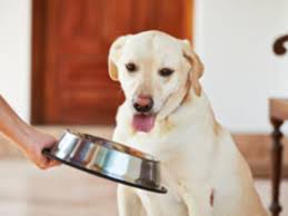 The first step toward your dog's good health is a great relationship with your veterinarian. Food Recipes For Diabetic Dogs Dogappy