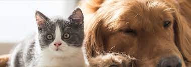 Ideal for those working with dogs and pet owners to gain the skills and confidence to help in an emergency until veterinary support is available. Red Cross Offers Pet First Aid Course And Free App American Red Cross Northwest Region