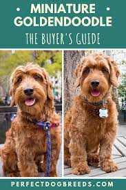 The Buyer S Guide To The Mini Goldendoodle Mini Goldendoodle Goldendoodle Goldendoodle Prices