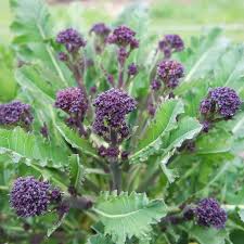 Check spelling or type a new query. Broccoli Red Arrow Purple Sprouting Organic Adaptive Seeds