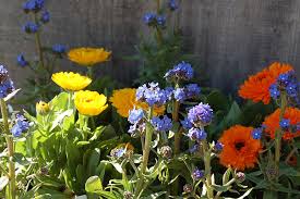 Image result for Anchusa capensis