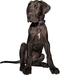 Full Blooded Great Dane Puppies For Sale Goldenacresdogs Com