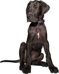 What Is The Best Dog Food For A Great Dane