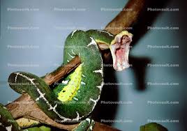 The emerald tree boad has the longest teeth of any nonvenemous snake in the world, used to penetrate the plumage of birds. Emerald Tree Boa Corallus Canina Boidae Constrictor Images Photography Stock Pictures Archives Fine Art Prints