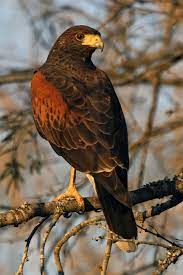 Hawks are widely distributed and vary greatly in size. Types Of Hawks Different Types Of Hawk Facts Beautiful Birds Pet Birds Birds Of Prey