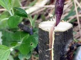 Technique De Greffage Ancienne La Greffe En Fente Est Une Des Plus Simples A Mettre En œuvre C Est Pourquoi Bien Q Greffe Porte Greffe Taille Arbre Fruitier