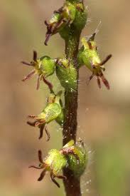 Image result for Holothrix villosa