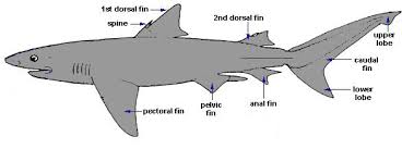 Shark Biology Discover Fishes