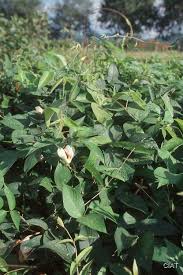 Image result for Centrosema