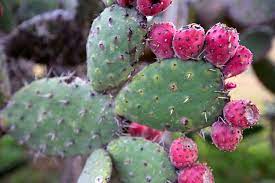 Learn how to forage and eat a cactus. Where To Eat Cactus In Mexico City Culinary Backstreets