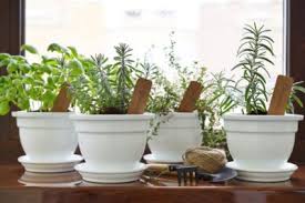 Planting Fresh Herbs From The Produce Section Can You Grow Grocery Store Herbs