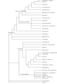 Image result for Orthopichonia barteri