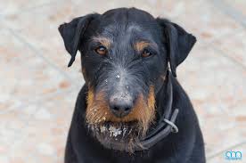 gura svuda nos gde mu nije mesto terrier breeds terrier dogs