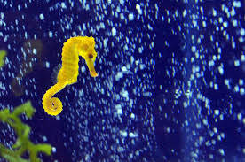 At stage 3, the features of a seahorse embryo become far more recognizable. Father S Day Animals Seahorses Pipe Fish Poison Dart Frogs Monkeys Phalaropes Are Good Dads