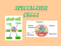 Check spelling or type a new query. Ppt Specialised Cells Powerpoint Presentation Free Download Id 2334423