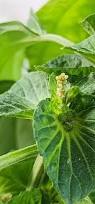 Image result for Acalypha paucifolia