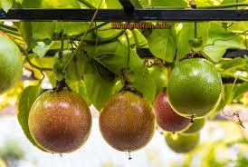 Lalu, taruh di atas tissue dan keringkan di bawah sinar matahari selama. Buah Markisa Passiflora Edulis Manfaat Dan Klasfisikasi Tanaman