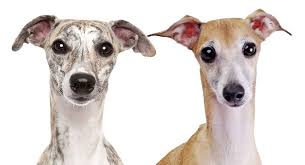 whippet vs italian greyhound the difference between