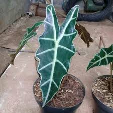 Jual Keladi Kuping Keledai Hitam Caladium Bibit Tanaman Hias Kab Bogor Mikaila Flora Tokopedia