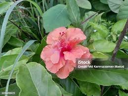 Image result for Crossandra puberula