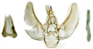 Image result for Eupithecia conterminata