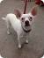 Full Grown Jack Russell Chihuahua Mix